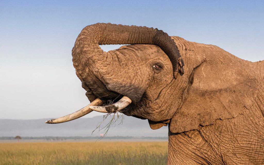 Masai Mara National Reserve - Maasai Mara - Mara Reserve