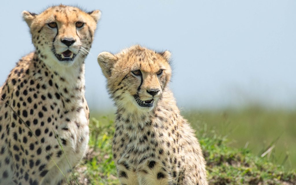 Masai Mara National Reserve - Maasai Mara - Mara Reserve