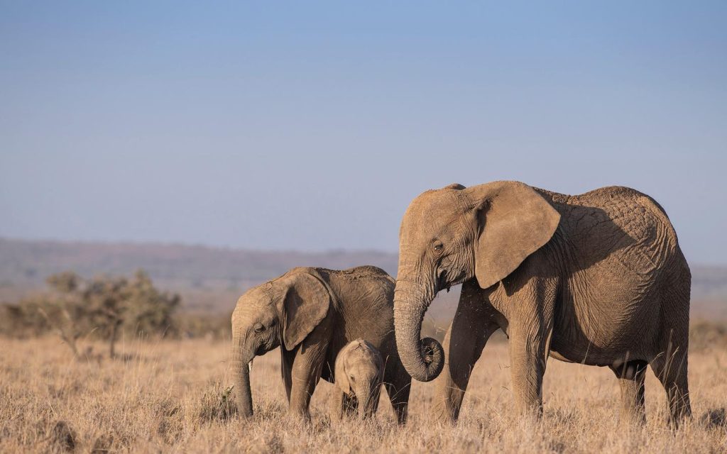 Masai Mara National Reserve - Maasai Mara