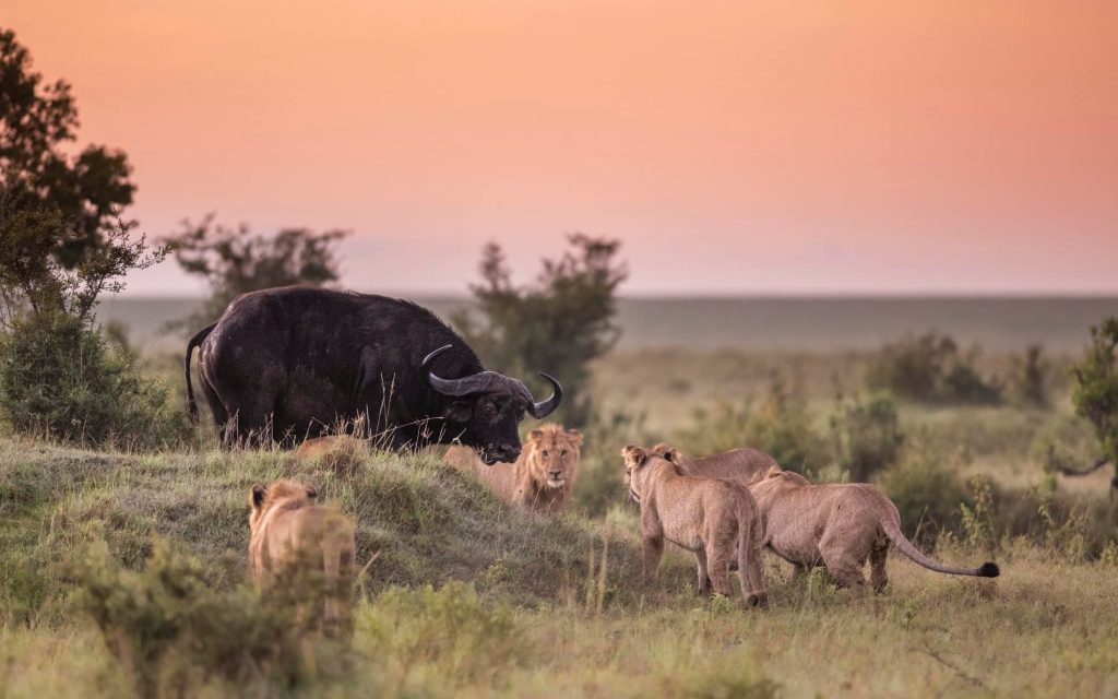 Masai Mara National Reserve - Maasai Mara - Mara Reserve